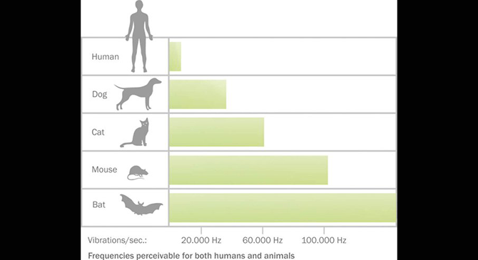 frequency chart human dog cat mouse whale